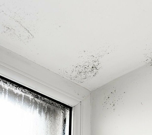 Schimmel am Fenster Schimmel am Fenster