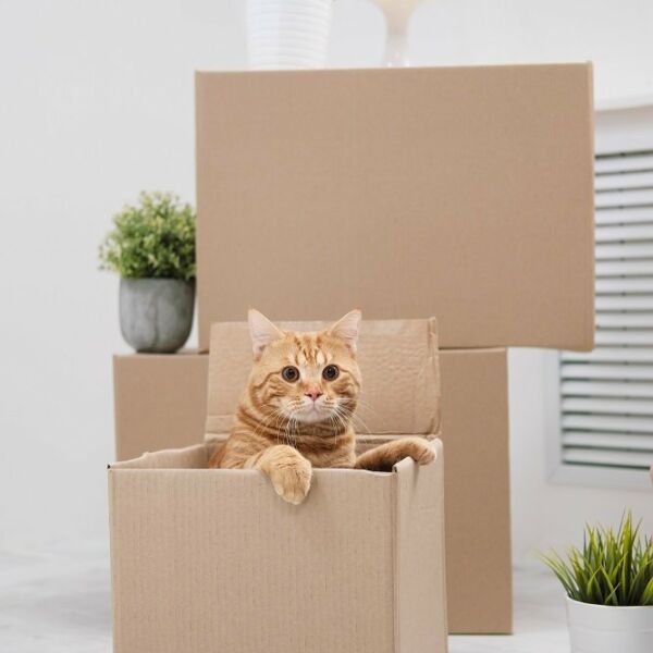 Katze in einem Umzugskarton umgeben von weiteren Kartons Katze in einem Umzugskarton umgeben von weiteren Kartons